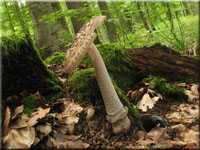 Riesen-Streifling - Amanita ceciliae