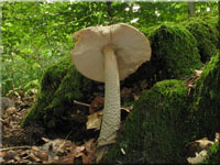 Riesen-Streifling - Amanita ceciliae