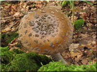 Riesen-Streifling - Amanita ceciliae