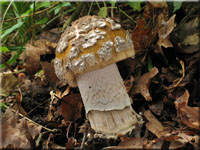 Riesen-Streifling - Amanita ceciliae