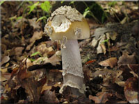 Riesen-Streifling - Amanita ceciliae