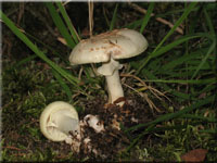 Gelber Knollenbltterpilz - Amanita citrina