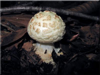 Gelber Knollenbltterpilz - Amanita citrina
