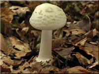 Gelber Knollenblätterpilz - Amanita citrina var. alba