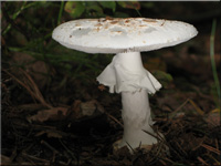 Gelber Knollenblätterpilz - Amanita citrina var. alba