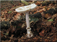 Gelber Knollenbltterpilz - Amanita citrina var. alba