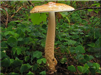 Orangegelber Streifling - Amanita crocea