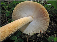 Orangegelber Streifling - Amanita crocea