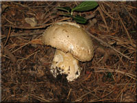 Igelwulstling - Amanita echinocephala