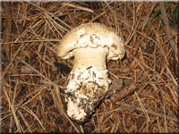Igelwulstling - Amanita echinocephala
