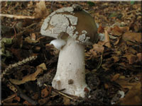 Grauer Wulstling - Amanita excelsa