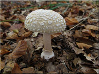 Grauer Wulstling - Amanita excelsa
