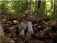 Grauer Wulstling - Amanita excelsa