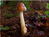 Rotbrauner Streifling - Amanita fulva