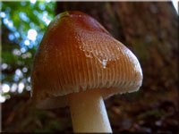 Rotbrauner Streifling - Amanita fulva