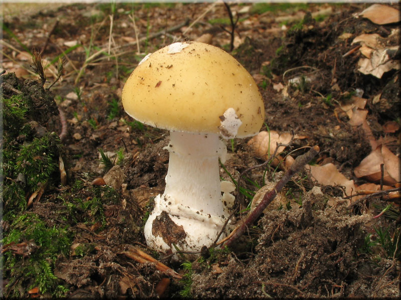 Narzissengelber Wulstling - Amanita junquillea