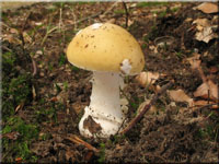 Narzissengelber Wulstling - Amanita junquillea