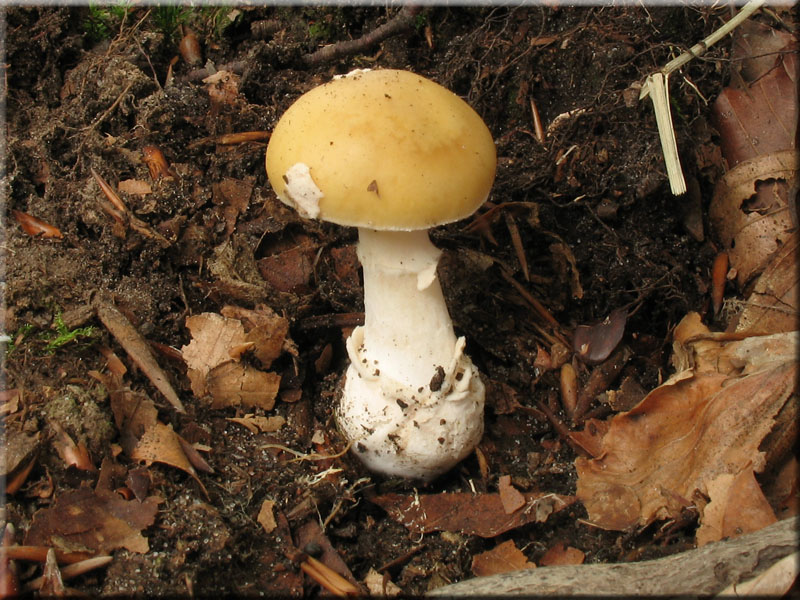 Narzissengelber Wulstling - Amanita junquillea