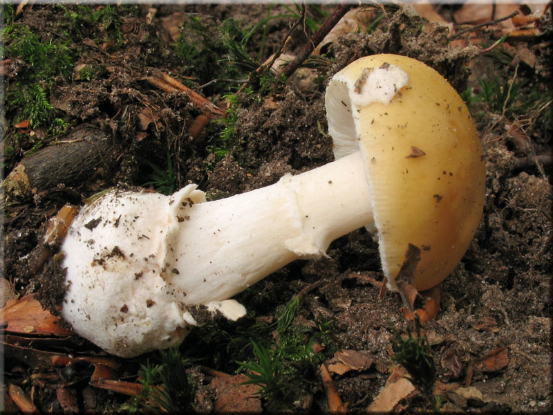Narzissengelber Wulstling - Amanita junquillea
