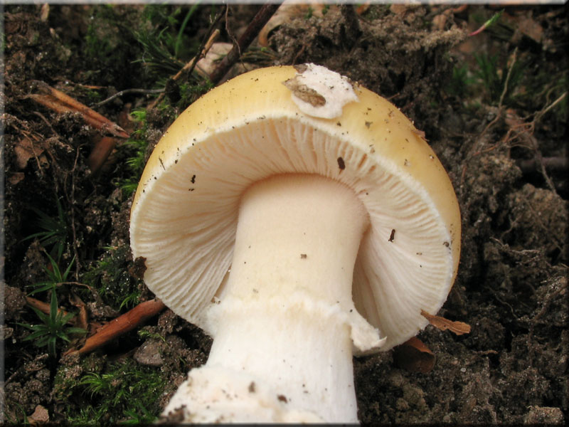 Narzissengelber Wulstling - Amanita junquillea