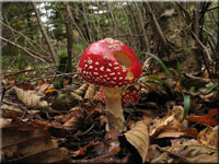 Fliegenpilz - Amanita muscaria