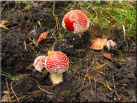 Fliegenpilz - Amanita muscaria