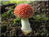 Fliegenpilz - Amanita muscaria