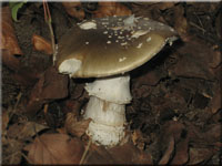 Pantherpilz - Amanita pantherina