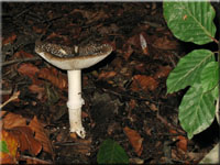 Pantherpilz - Amanita pantherina