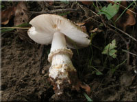 Pantherpilz - Amanita pantherina