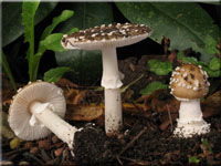 Pantherpilz - Amanita pantherina