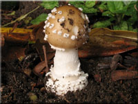 Pantherpilz - Amanita pantherina