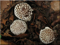 Pantherpilz - Amanita pantherina