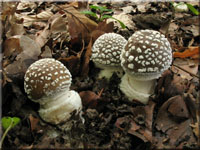 Pantherpilz - Amanita pantherina