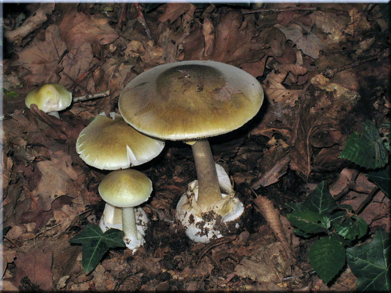 Grner Knollenbltterpilz - Amanita phalloides