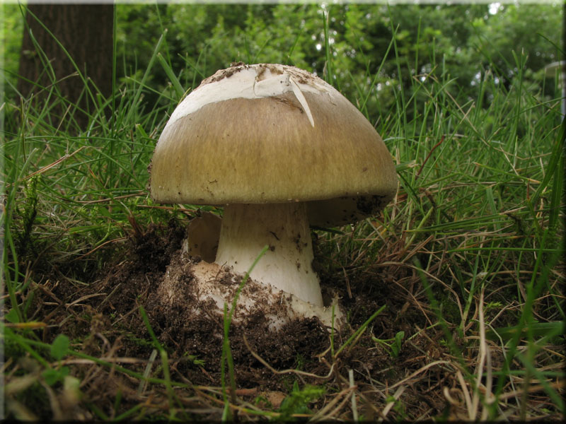 Grner Knollenbltterpilz - Amanita phalloides