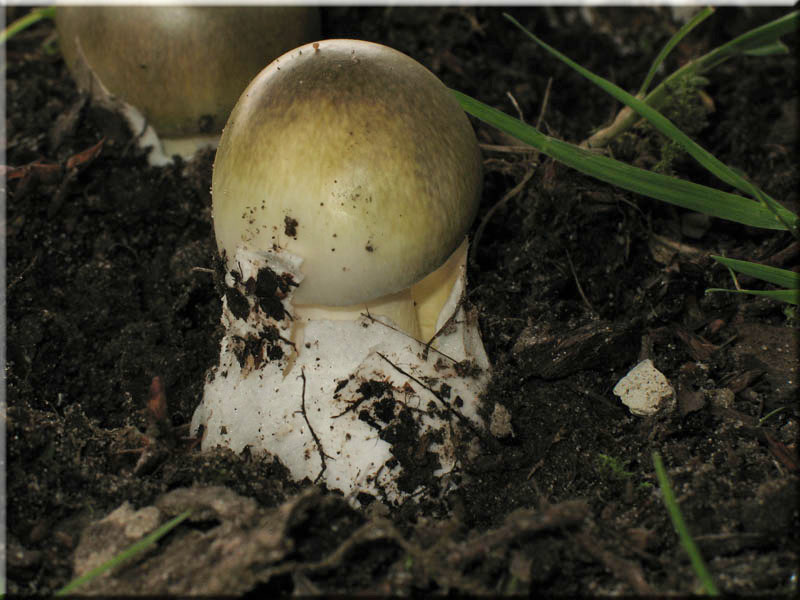 Gr�ner Knollenbl�tterpilz - Amanita phalloides