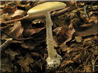 Grüner Knollenblätterpilz - Amanita phalloides