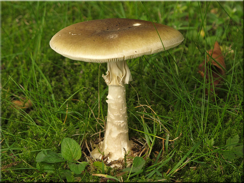 Grner Knollenbltterpilz - Amanita phalloides