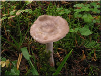 Porphyrbrauner Wulstling - Amanita porphyria 