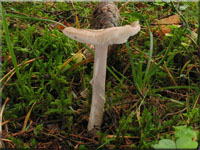 Porphyrbrauner Wulstling - Amanita porphyria 