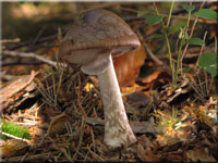 Porphyrbrauner Wulstling - Amanita porphyria 