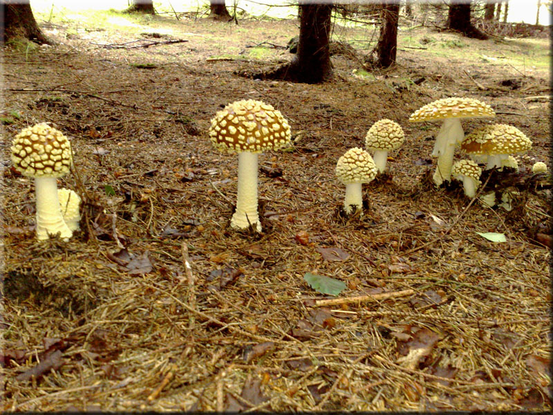 Brauner Fliegenpilz - Amanita regalis 