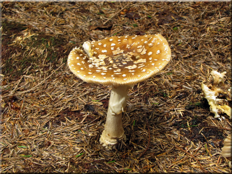 Brauner Fliegenpilz - Amanita regalis 