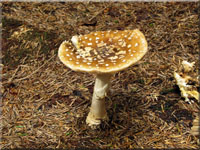 Brauner Fliegenpilz - Amanita regalis