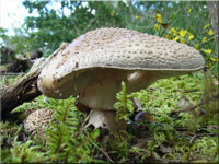 Perlpilz - Amanita rubescens 