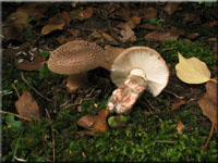 Perlpilz - Amanita rubescens 