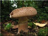 Perlpilz - Amanita rubescens 