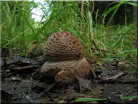 Perlpilz - Amanita rubescens 