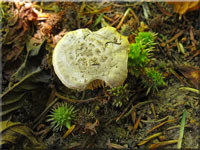 Egerlings-Wulstling - Amanita singeri 